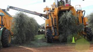 Oxbo 6420 Super High Density Olive Harvester [upl. by Krasner141]