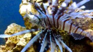 Pterois volitans O PESCE SCORPIONE [upl. by Anerrol803]