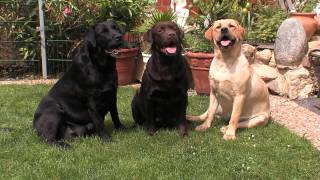 Labrador Retriever Informationen zur Rasse [upl. by Harat]