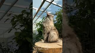 He wont stop growing until he’s 45yrs old too 😳 bigcat mainecoon giantcat maincooncat [upl. by Also]