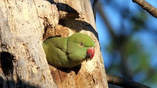 Roseringed Parakeets [upl. by Eladnwahs]