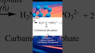 How to understand carbamoyl phosphate from the Urea Cycle [upl. by Immot]