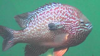 Longear Sunfish  Lepomis megalotis [upl. by Wilton]