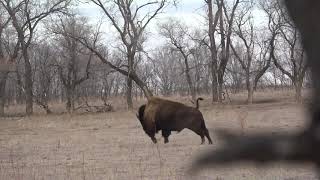 338 Lapua Buffalo Hunting Bison [upl. by Ardeahp268]