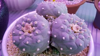 Different types of Lophophora Cactus  Peace Succulents [upl. by Yeclek]