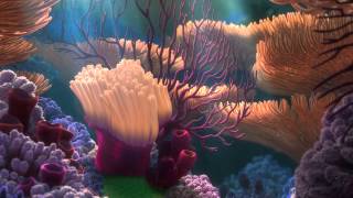 FINDING NEMO  screensaver Coral Reef 2 [upl. by Naesal]