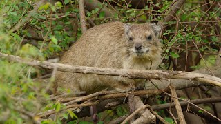 Tree hyraxes are closely related to elephants They have similar tusks toes and   youll see [upl. by Nadnarb]