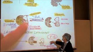 BIOLOGY METABOLIC REACTIONS PART 1 ENZYMES amp COENZYMES by Professor Fink [upl. by Anairotciv]