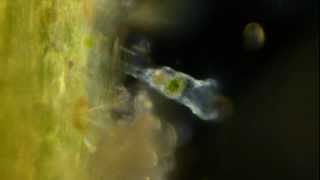 Amazing Microscopic Animals [upl. by Nelyk210]