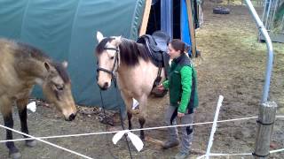 Tacking up Chicilla at liberty  BampF Horsemanship [upl. by Xxam]