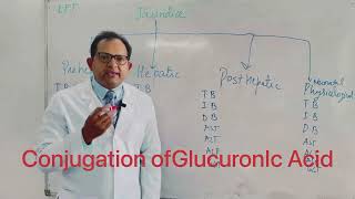 Interpretation of Medical Reports  Abnormal LFT Jaundice Neonatal Jaundice [upl. by Ahsinac]