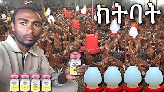 የዶሮ ክትባት  Chickens vaccine  ዶሮ ከተብኩ ዶሮ chicken poultryfarming [upl. by Worrad]