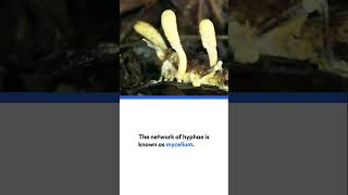 Thallus structure of fungi  Biology class11  ncertlinetoline mostexpectedquestions part12 [upl. by Eanej]