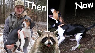 A HOUND DOGS First RACCOON  AWESOME Start to Finish Coon Hunt [upl. by Eilla]