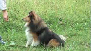 Sheltie Joy  Tricks amp Commands [upl. by Decca]