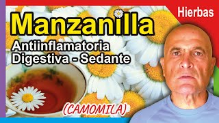 MANZANILLA 🌼 Propiedades Beneficios y Cómo Consumirla 💜 [upl. by Adnamma769]