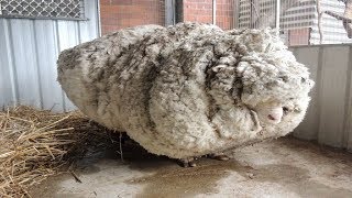 Hikers Saw That This Neglected Sheep Could Barely Stand So A Shelter Begged For Experts To Save Him [upl. by Eipper]