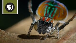 Peacock Spider Mating Dance [upl. by Francoise]