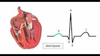 Anatomy amp Physiology Online  Cardiac conduction system and its relationship with ECG [upl. by Gaul]