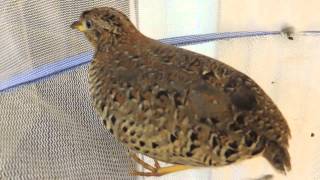 Yellowlegged Buttonquail Turnix tanki [upl. by Frederik248]