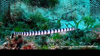 貝爾徹海蛇Belchers Sea Snake Hydrophis Belcheri [upl. by Areema]