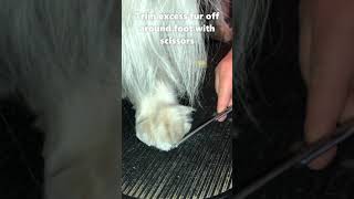 How To Groom A Dogs Front Feet Cole the English Springer Spaniel [upl. by Niliak2]