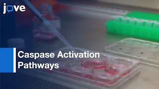 Caspase Activation Pathways Analysis by BiFC Assay  Protocol Preview [upl. by Sucramel]