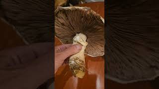 Edible agaricus ID [upl. by Dichy]