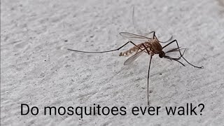 Do mosquitoes ever walk [upl. by Vaenfila]