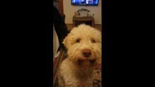 Lagotto romagnolo  communicating [upl. by Ellenad]