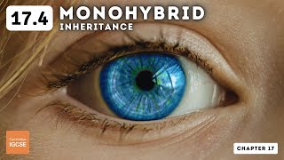 IGCSE Biology  Monohybrid inheritance 174 [upl. by Henleigh608]