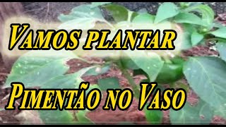 Como Plantar PIMENTÃO Em vaso PASSO A PASSO Não Plante sem Ver Esse Vídeo [upl. by Maureene571]