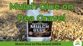 Mulch Glue for Pea Gravel ☀️ S4E3 [upl. by Tenner949]