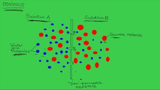 5 To demonstrate Exosmosis and Endosmosis [upl. by Ronoel]