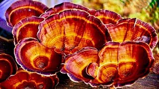 5 Incredible Health Benefits of Reishi Mushrooms [upl. by Chappie]