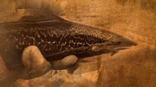 Fly Fishing Pill  Little Marble Trout [upl. by Helse426]