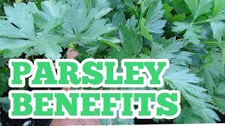 Parsley benefits [upl. by Patterman]