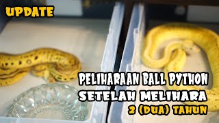 Update Ball Python Setelah di Pelihara Selama 2 Tahun [upl. by Selma]