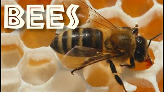 All About Bees for Kids Bee Facts and Information for Children  FreeSchool [upl. by Manfred]