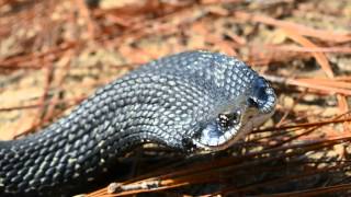 Harmless Eastern Hognose Snake quotthreatquot dispaly [upl. by Atelahs1]