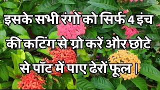 Complete care tips of Ixora plant [upl. by Eissed]