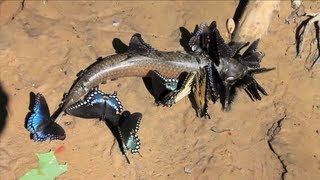 SLOW Motion Butterfly Puddling  Smarter Every Day 80 [upl. by Mccollum65]