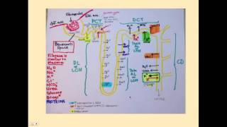 Tubulointerstitial Diseases  CRASH Medical Review Series [upl. by Sharp640]