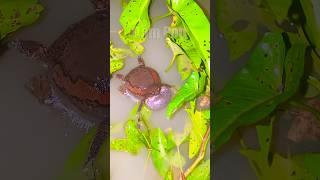 Funny crying frog ASMR frog shortvideo shorts viralvideo video [upl. by Sibie582]