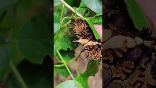 Giant caterpillars Troides aeacus the golden birdwing [upl. by Yllen]