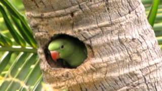 Baby Indian Ringneck  Roseringed  Parakeet  Mylapore  Chennai  India [upl. by Fleisig]