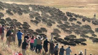 Custer State Park Buffalo Roundup Camera angles [upl. by Eagle87]