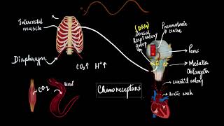 The regulation of respiration  Breathing and exchange of gases  Biology  Khan Academy [upl. by Sirdi584]