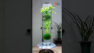 Indoor Plants  Hydroponics Plants Farming Family shorts hydroponicplants garden viral trend [upl. by Ebeohp]