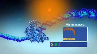 Single Molecule Real Time Sequencing  Pacific Biosciences [upl. by Mochun]